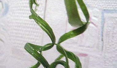 Photo of Украшение из зелёного лука. Рецепт с фото